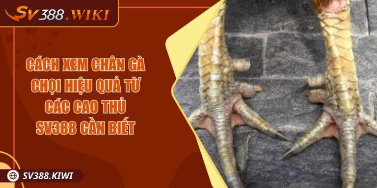 Cách Xem Chân Gà Chọi Hiệu Quả Từ Các Cao Thủ SV388 Cần Biết 4 Cách Xem Chân Gà Chọi Hiệu Quả Từ Các Cao Thủ SV388 Cần Biết