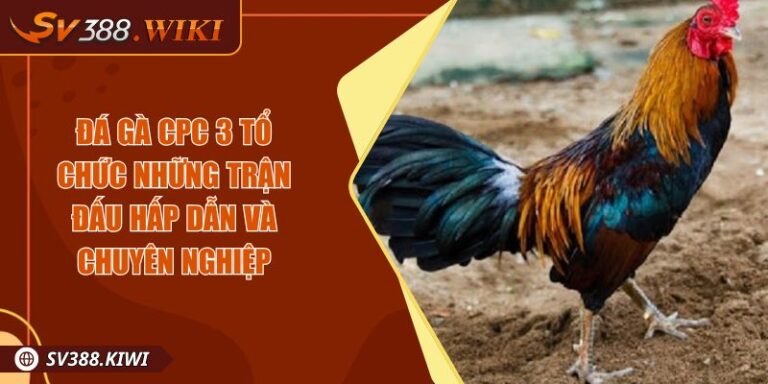 Đá gà CPC 3 Tổ Chức Những Trận Đấu Hấp Dẫn và Chuyên Nghiệp 5 Đá gà CPC 3 Tổ Chức Những Trận Đấu Hấp Dẫn và Chuyên Nghiệp
