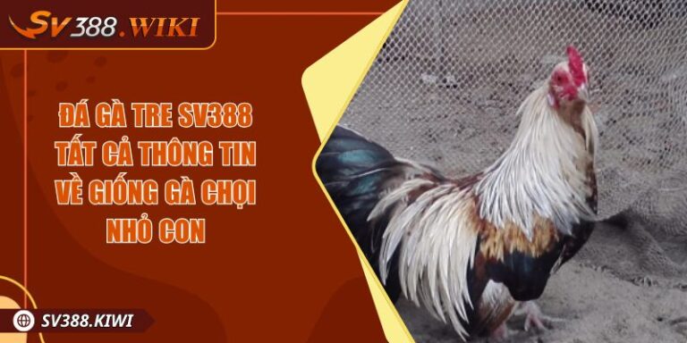 Đá Gà Tre SV388 Tất Cả Thông Tin Về Giống Gà Chọi Nhỏ Con 10 Đá Gà Tre SV388 Tất Cả Thông Tin Về Giống Gà Chọi Nhỏ Con