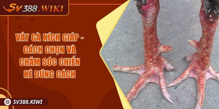 Vảy Gà Kích Giáp - Cách Chọn Và Chăm Sóc Chiến Kê Đúng Cách 8 Vảy Gà Kích Giáp - Cách Chọn Và Chăm Sóc Chiến Kê Đúng Cách