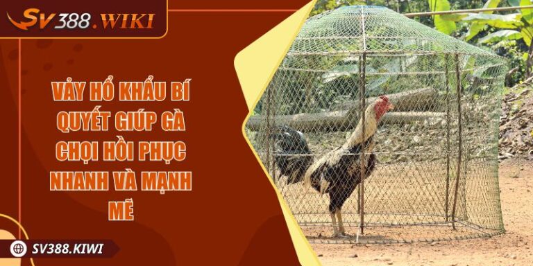 Vảy Hổ Khẩu Bí Quyết Giúp Gà Chọi Hồi Phục Nhanh Và Mạnh Mẽ 7 Vảy Hổ Khẩu Bí Quyết Giúp Gà Chọi Hồi Phục Nhanh Và Mạnh Mẽ