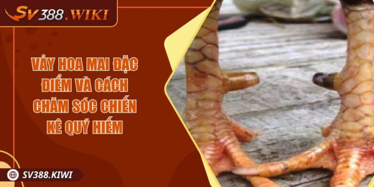Vảy Hoa Mai Đặc Điểm Và Cách Chăm Sóc Chiến Kê Quý Hiếm 3 Vảy Hoa Mai Đặc Điểm Và Cách Chăm Sóc Chiến Kê Quý Hiếm