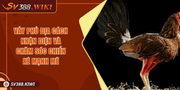 Vảy Phủ Địa Cách Nhận Diện Và Chăm Sóc Chiến Kê Mạnh Mẽ 10 Vảy Phủ Địa Cách Nhận Diện Và Chăm Sóc Chiến Kê Mạnh Mẽ